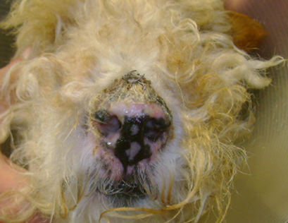 Antes del tratamiento